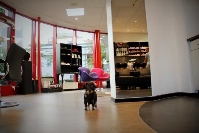 Der Salon-Hund auf Streifzug durch den Empfang